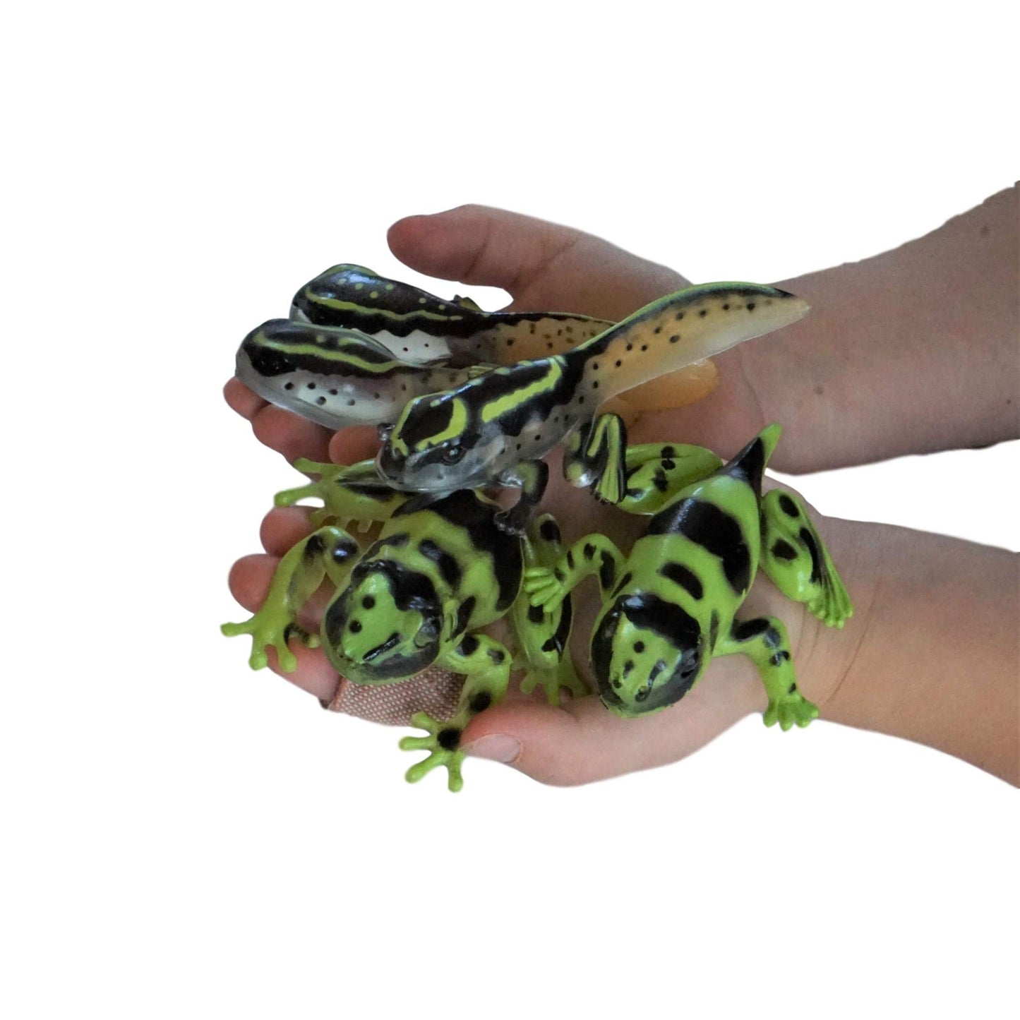 Sensory4u Frog Life Cycle Amphibian Metamorphosis Science Learning Toys