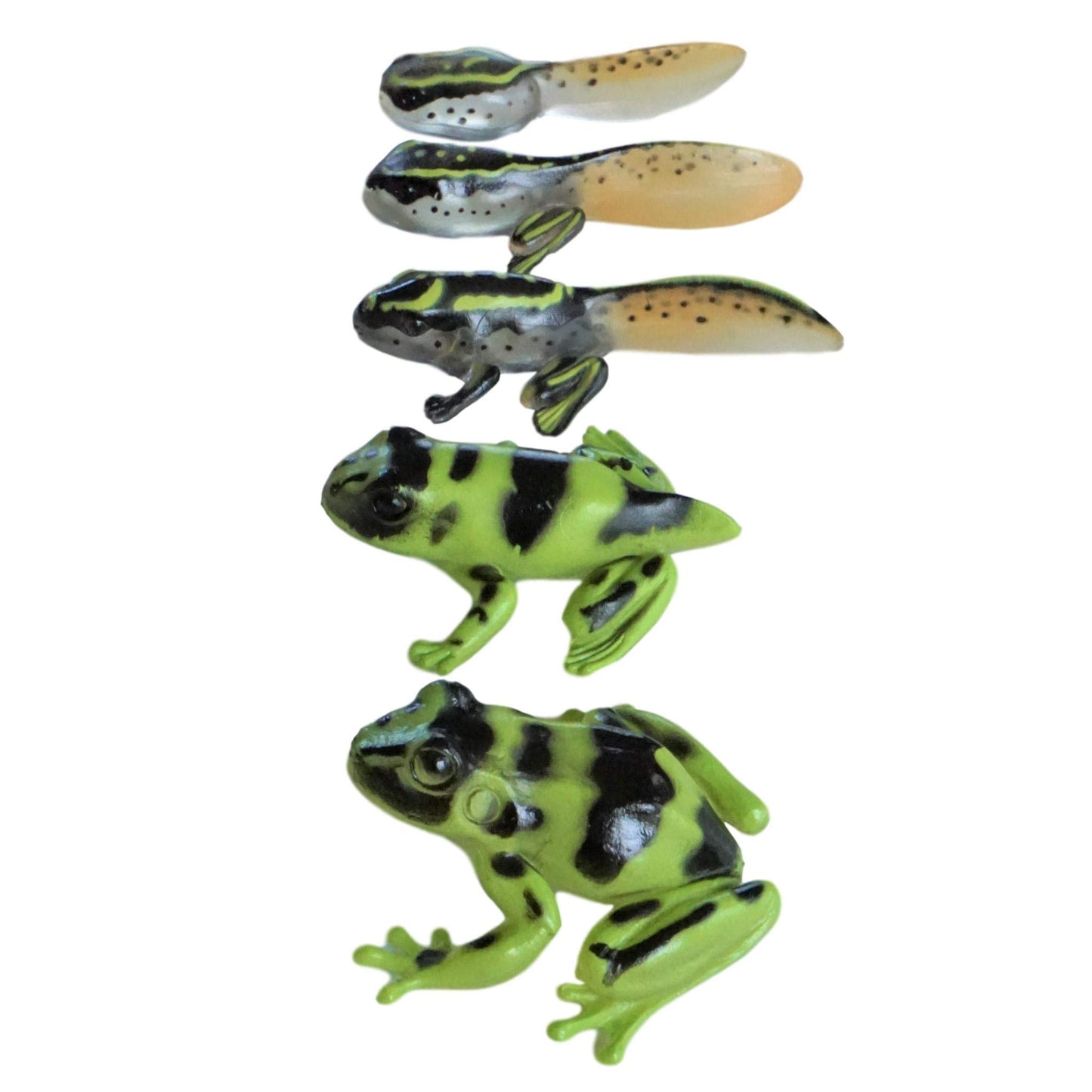 Sensory4u Frog Life Cycle Amphibian Metamorphosis Science Learning Toys