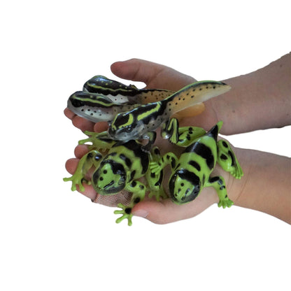 Sensory4u Frog Life Cycle Amphibian Metamorphosis Science Learning Toys