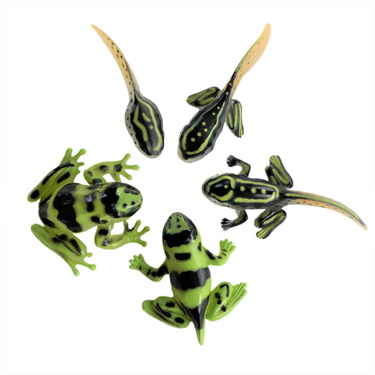 sensory 4u  Frog Life Cycle 