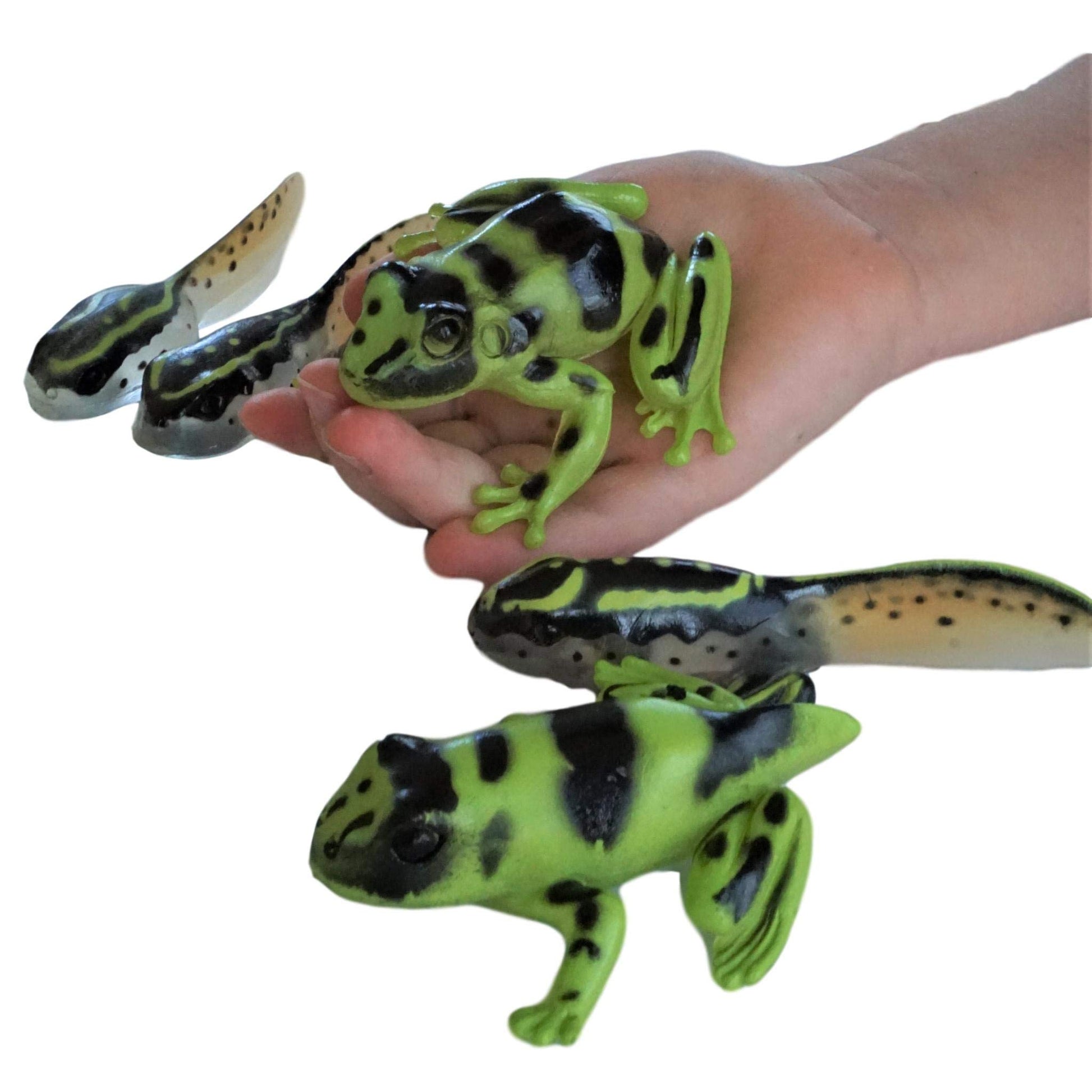 sensory 4u animal sets, Frog Life Cycle 